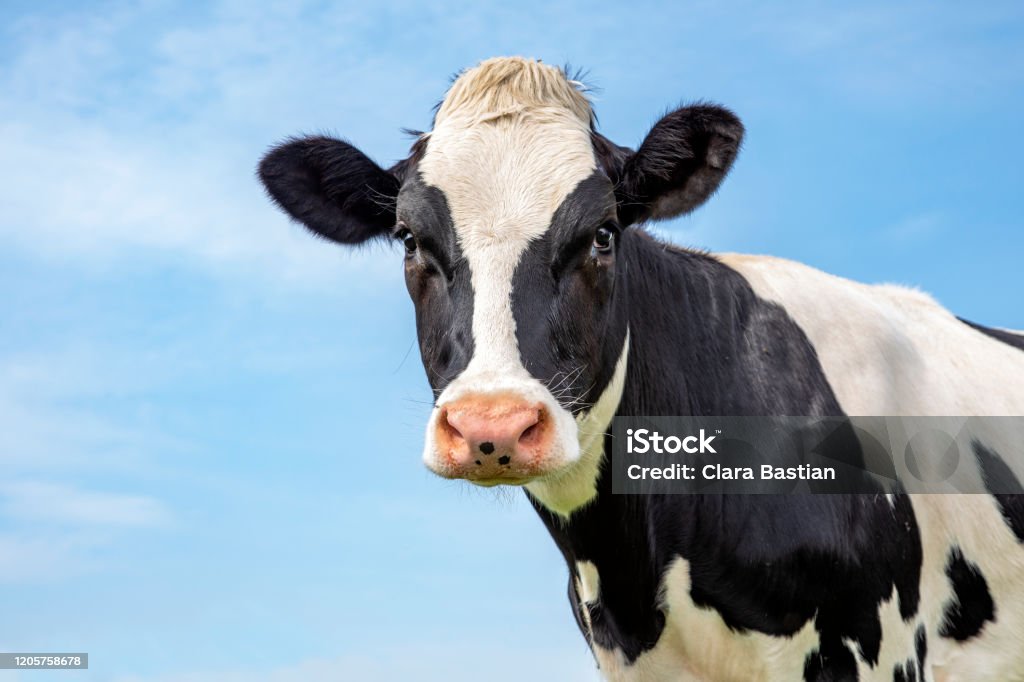 Mature black and white cow head, gentle look, pink nose, in front of  a blue sky. Portait of the head of an adult black and white cow, gentle look, pink nose, in front of  a blue sky. Cow Stock Photo