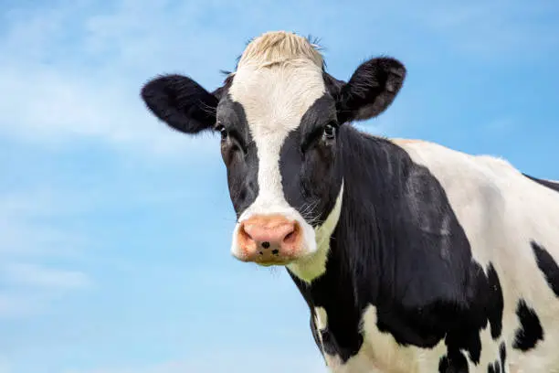 Photo of Mature black and white cow head, gentle look, pink nose, in front of  a blue sky.