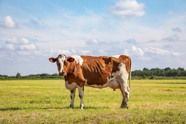 czerwonobrązowa krowa mleczna z dużym wymiona dumnie stoi na pastwisku z błękitnym niebem - udder zdjęcia i obrazy z banku zdjęć