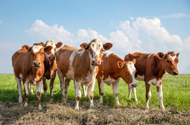 istock Group cows stand together in a field under a blue sky, red and white heifer 1205758958