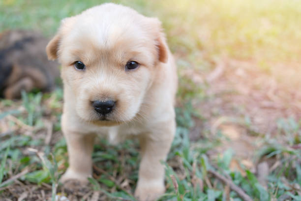 istock Puppy dog on green grass with sunset outside 1205759389