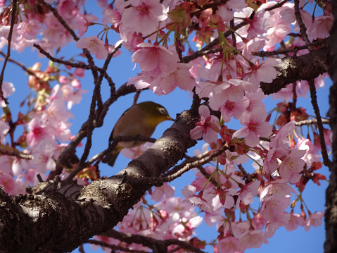 Cherry Blossoms \nJapanese nightingale\nPhoto