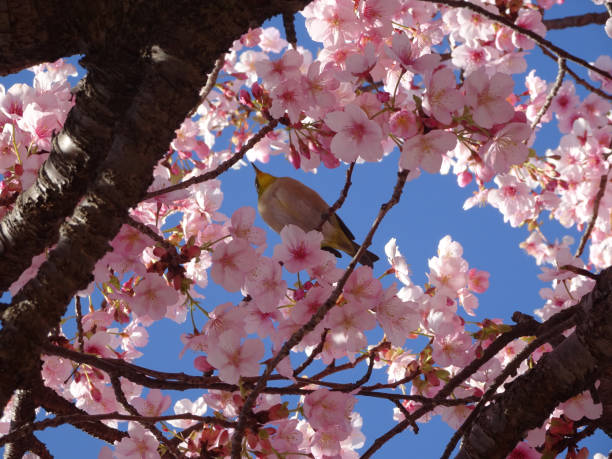 cherry blossoms ruiseñor japonés foto - equinoccio de primavera fotografías e imágenes de stock