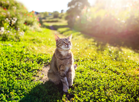 portrait of a cute striped cat sitting on green grass in a Sunny spring garden and plays