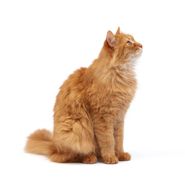 istock adult fluffy red cat sits sideways, cute face 1205762236