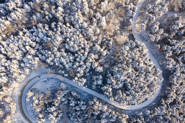 Winter forest cross-country ski track stock photo