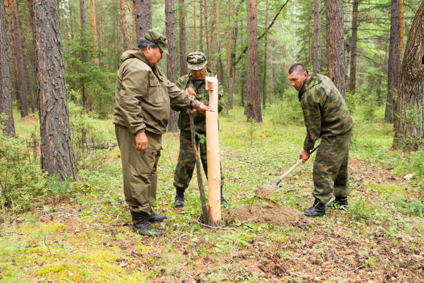 forest inspectors work in the forest. - cutting tree moving down bark imagens e fotografias de stock