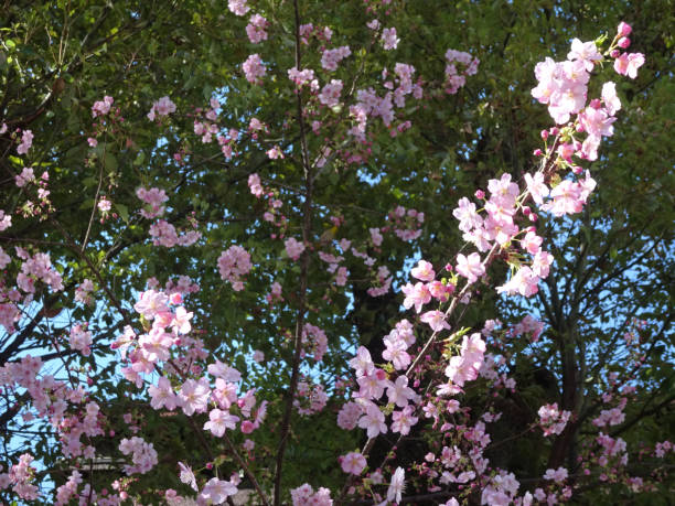 istock Cherry Blossoms Cherry blossom viewing Photo 1205762695