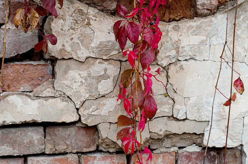 White ruined plaster cement wall with red autumn ivy leaves
