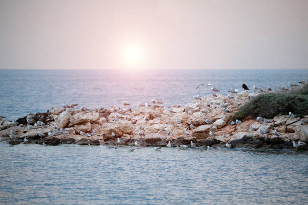 Sea birds in the sunset on the island
