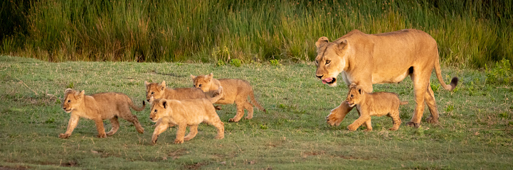 Lioness walks over grass with five cubs