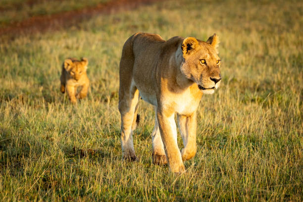 istock Lioness walks with cub in sunlit grass 1205763878