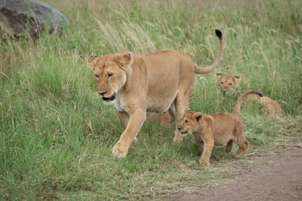 istock Lioness walks through grass near three others 1205763879
