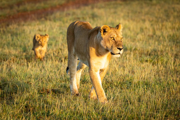 istock Lioness walks with cub on short grass 1205763913