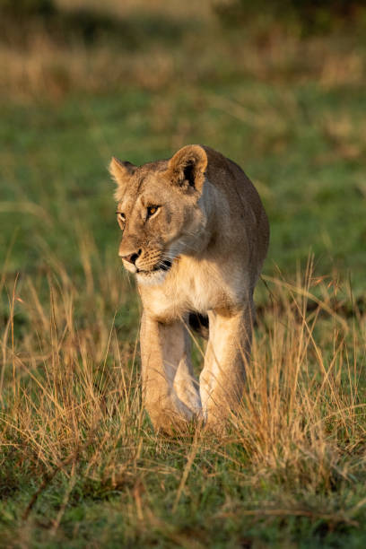 istock Lioness walks towards camera turning head left 1205763918