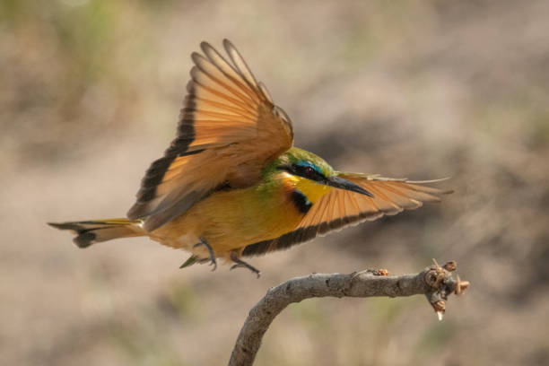 istock Little bee-eater about to land on stump 1205763997