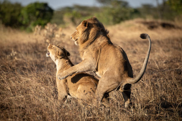 istock Lions mate in burnt grass at dusk 1205764002