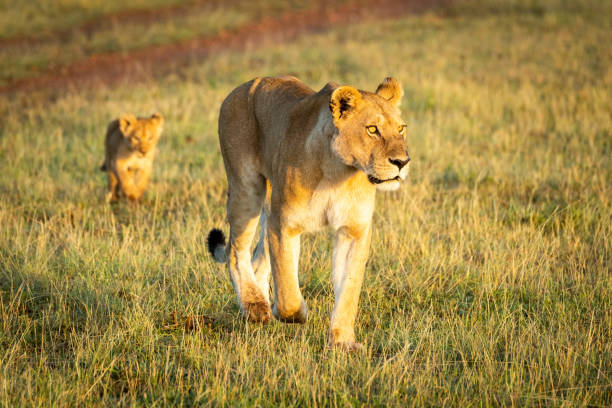 istock Lioness walks with cub past dirt track 1205764005