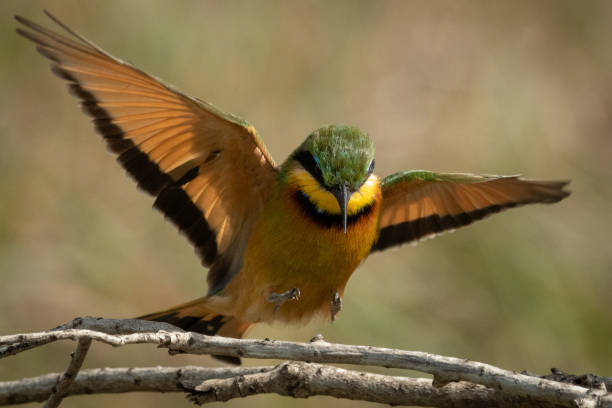 istock Little bee-eater lands on branch in sunshine 1205764035