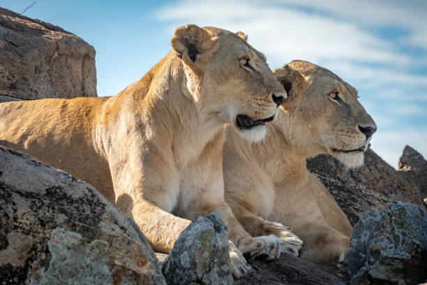 istock Lionesses lie mirroring each other on rocks 1205764048