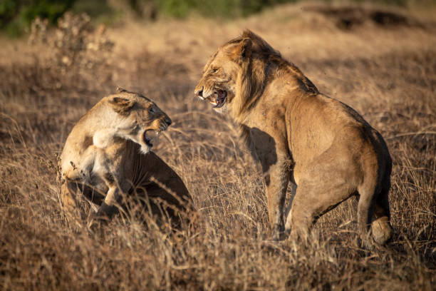 istock Lions snarl at each other after mating 1205764098