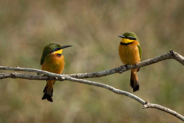 istock Little bee-eaters face each other on branch 1205764108
