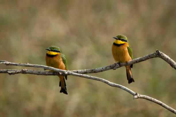 istock Little bee-eaters mirror each other on branch 1205764125