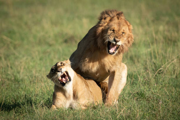 istock Male and female lions roar while mating 1205764189