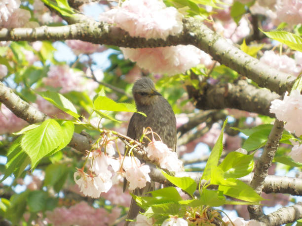 Cherry Blossoms Japanese nightingalePhoto
