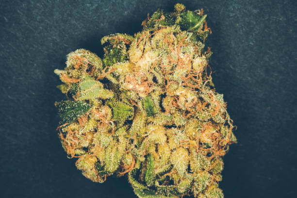 istock Cannabis bud on black background. Macro Marijuana. 1205765870
