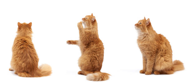 istock adult fluffy red cat sits on its hind legs, front paws pulls up 1205766432