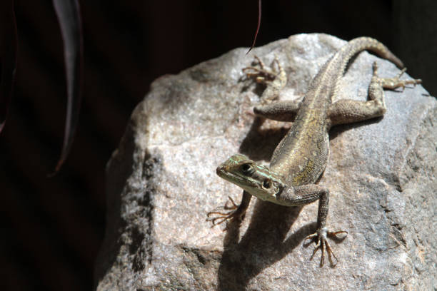 West Africa. Togo. Lome. 01/15/2016. This colorful image depicts a settler agame, a small lizard on a rock.