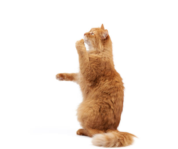 istock adult fluffy red cat sits on its hind legs, front paws pulls up 1205766471