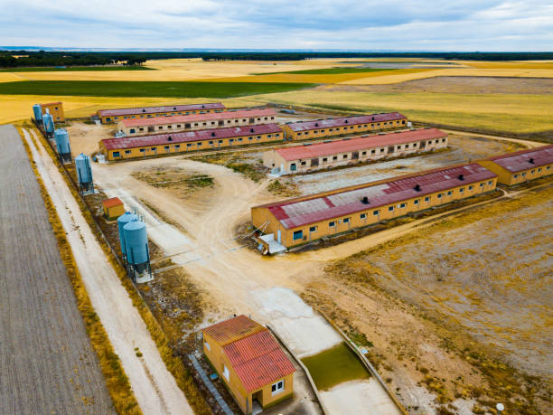 istock Pig farm in central Spain 1205766668