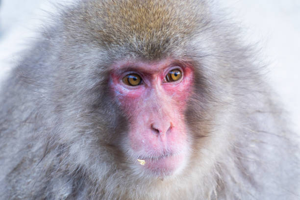 istock A Japanese snow monkey or Macaque with hot spring On-sen in Monkey Park, Shimotakai District, Nagano , Japan. Wildlife animal. 1205766723