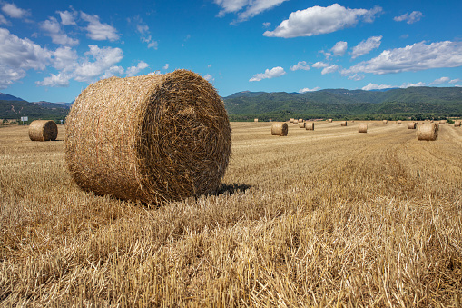 Haystacks at a field