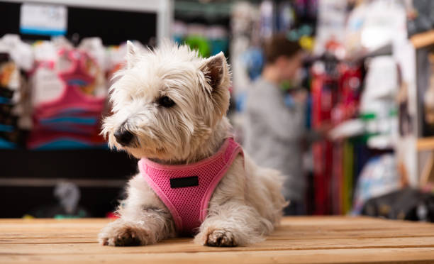 Portrait of West highland terrier dog in a pet store Portrait of West highland terrier dog in a pet store pet shop photos stock pictures, royalty-free photos & images