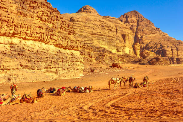 istock Camels in Valley of the Moon 1205768567