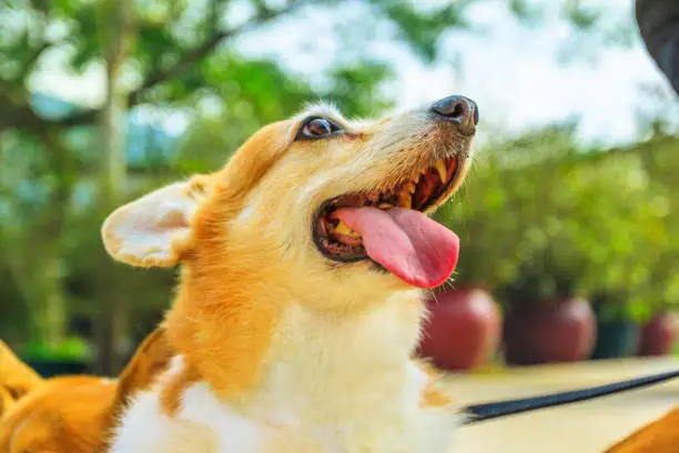 Happy Welsh Corgi Pembroke dog with sticking out tongue isolated on park background.