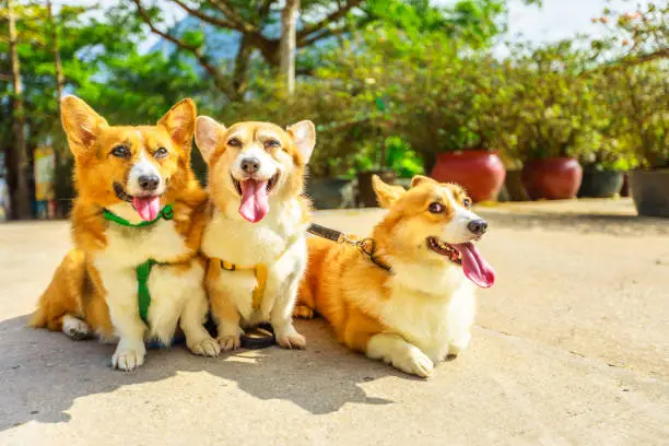 Three happy Welsh Corgi Pembroke dogs with sticking out tongue isolated on defocused park background.