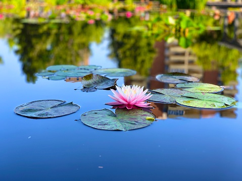 Water Lily in Bloom Resting on Tranquil Pond