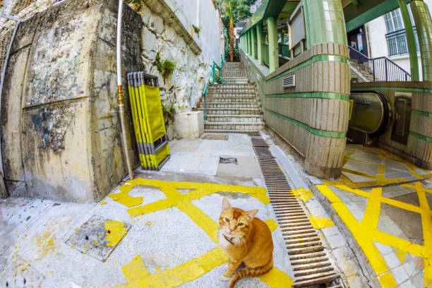 A stray cat in central mid level escalator, among Hollywood and Shelley St, Soho night-life district of Hong Kong in China.