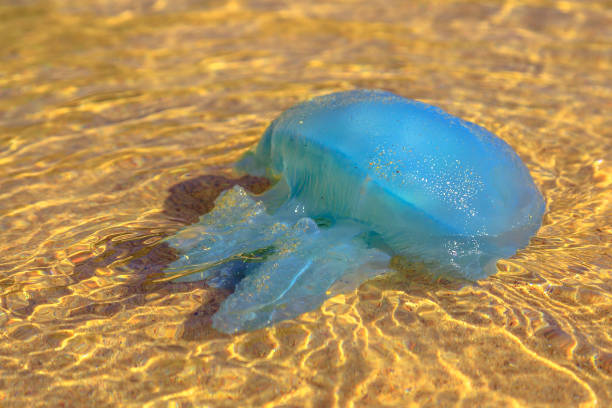 medusa blu australiana - jelly shoe foto e immagini stock