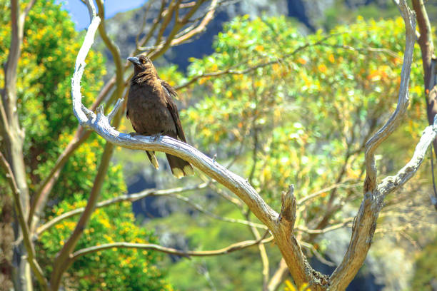 グレー カラウォン タスマニア - tasmanian animals ストックフォトと画像