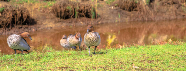 banner panorama widgeon australiano - parque nacional murramarang fotografías e imágenes de stock