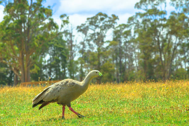 Cape Barren Goose Cape Barren Goose, Cereopsis novaehollandiae, walking on a green lawn with wooden tasmanian forest on background. It is a large goose resident in southern Australia. tasmanian animals stock pictures, royalty-free photos & images