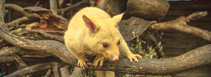 Panorama banner of golden brushtail possum on a tree. The light color is a genetic mutation of common Australian possums that lives only in Tasmania.
