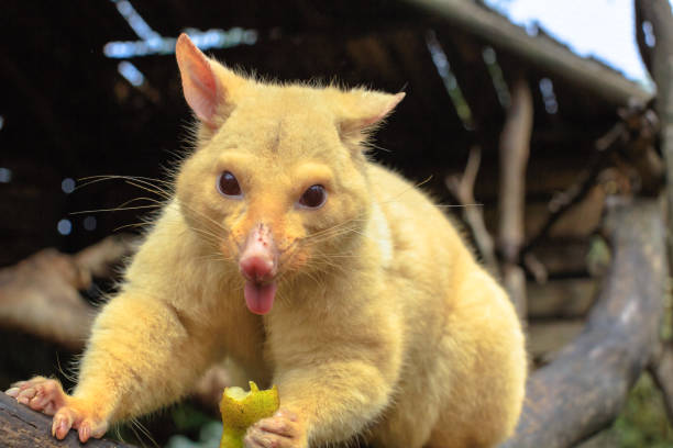 istock Funny golden brushtail possum 1205769354