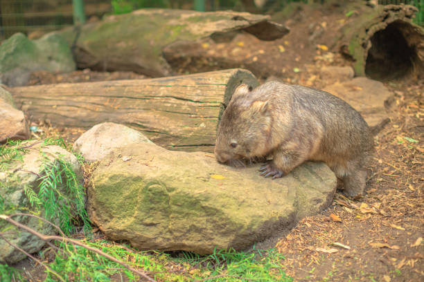istock Wombat walking in the wilderness 1205769360