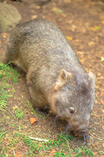 istock Australian Wombat in the ground 1205769361